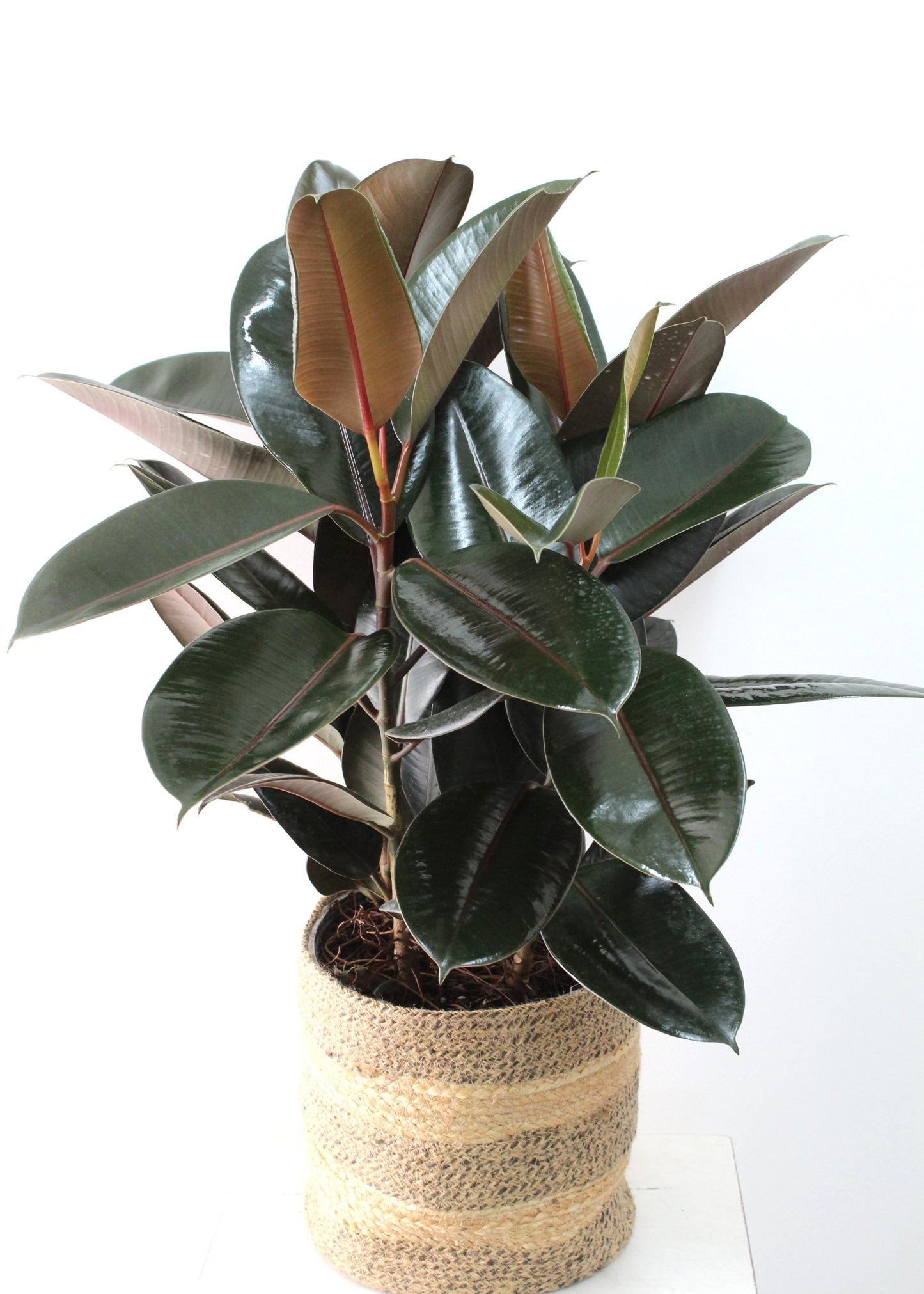 Ficus elastica