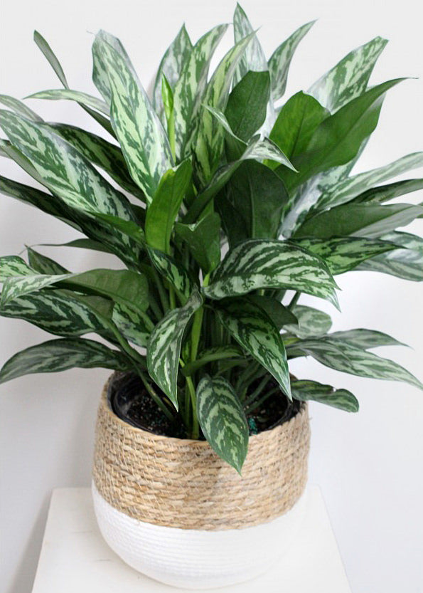 Aglaonema